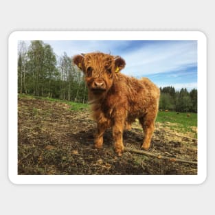 Scottish Highland Cattle Calf 2002 Sticker